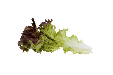 Red Oak Lettuce 