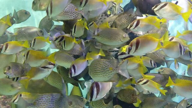 Close up of aquarium diver and ocean fish at Institute of Oceanography, Nha Trang city, Vietnam.