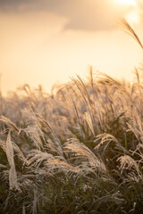 Fototapeta premium The silver grass with the sunset