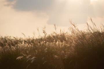 The silver grass with the sunset