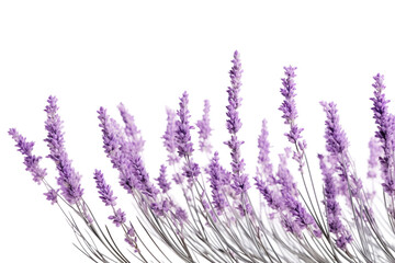 Lavender Sprigs isolated on transparent background, Generative Ai