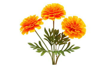Marigold 3D Model isolated on transparent background, Generative Ai