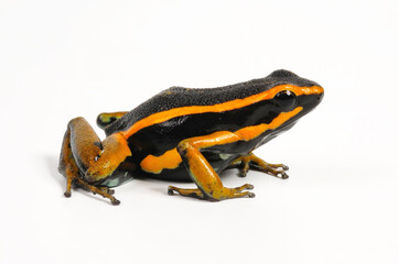 Fototapeta premium Dreistreifen-Baumsteiger // Three-striped poison frog (Ameerega trivittata / Epipedobates trivittatus)