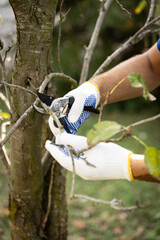 Gardener cuts branches on a fruit tree. Man cuts a branch on a tree with a pruner.