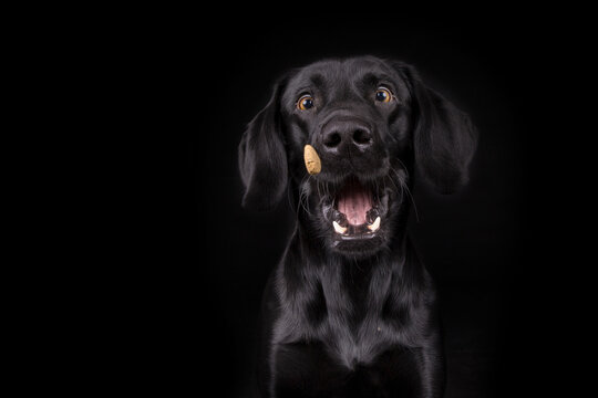 Hund f&auml;ngt Futter