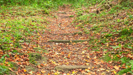 A path in the middle of the forest with leaves in autumn
