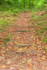 A path in the middle of the forest with leaves in autumn