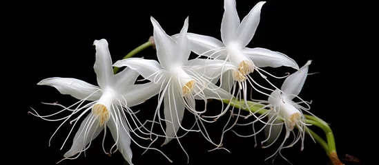 Foto op Canvas Blooming Dendrophylax lindenii a Ghost Orchid found in Fakahatchee Strand State Preserve Florida With copyspace for text © 2rogan
