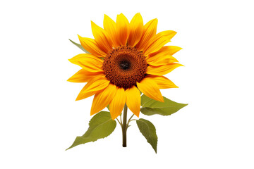 Sunflower isolated on transparent background, Generative Ai