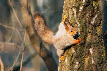 squirrel on a tree