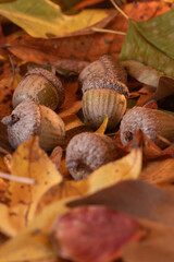 Acorns that have fallen from the tree onto fall colored leaves.