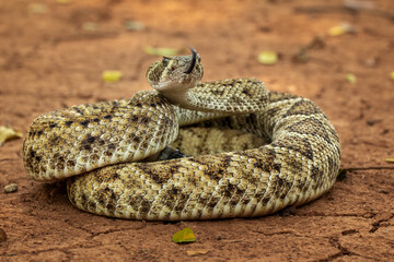 The Western diamondback rattlesnake (Crotalus atrox) is a venomous rattlesnake species found in the United States and Mexico.