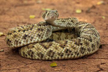 The Western diamondback rattlesnake (Crotalus atrox) is a venomous rattlesnake species found in the United States and Mexico. - obrazy, fototapety, plakaty
