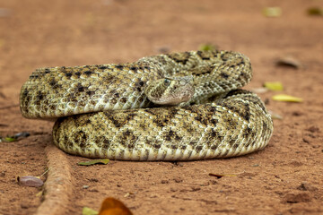 The Western diamondback rattlesnake (Crotalus atrox) is a venomous rattlesnake species found in the United States and Mexico.