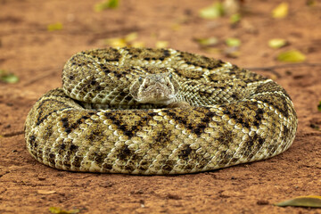 The Western diamondback rattlesnake (Crotalus atrox) is a venomous rattlesnake species found in the...