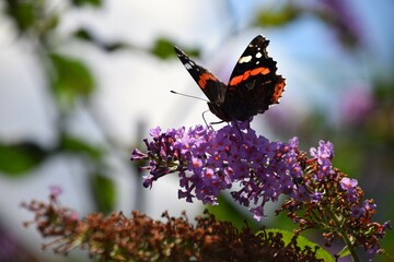 Butterfly on Purple Buddleia