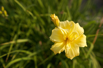 Yellow terry daffodils, beautiful first spring flowers of narcissus close-up, selective emphasis on one flower. High quality photo