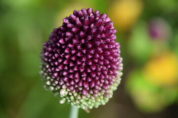 Purple Allium 
