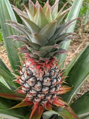 Fototapeta premium Young pineapple fruit that is still red