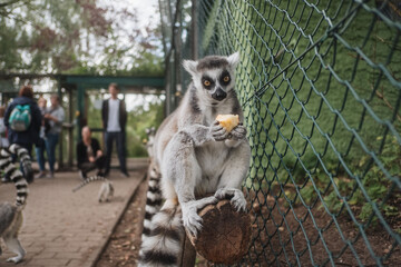 white headed lemurs