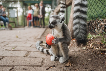 white headed lemurs
