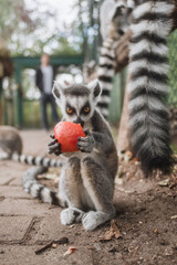 white headed lemurs