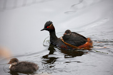 Black necked grebes with chicks