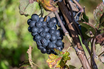 Red grapes in Champagne