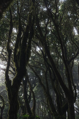 dark forest 