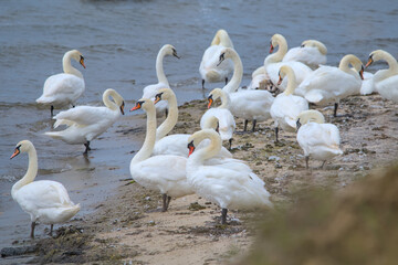 a groupe of white swans at the beach and swimming in the ocean