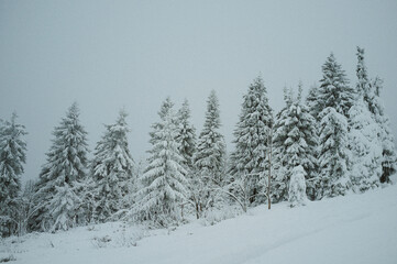 Fototapeta premium Snow covered trees at ski hill