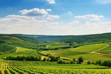 Fototapeta na wymiar panoramic view of green vineyards