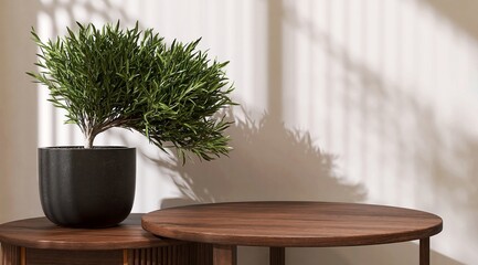 Wooden side table with beautiful tree in black ceramic vase in sunlight from window, leaf shadow on beige brown wall. Luxury organic cosmetic, skincare, body care, beauty product background 3D