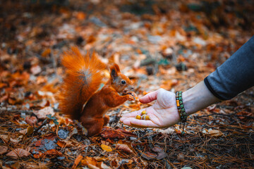 close-up of a man feeding a squirrel in the forest. Squirrel eats from hands © Oleg