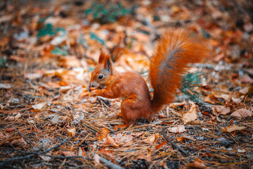 a beautiful red squirrel eats a nut