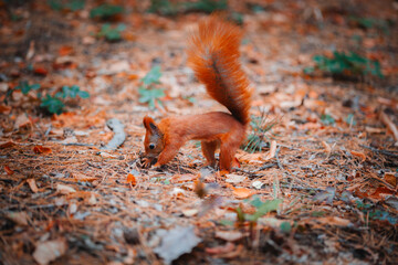The red squirrel is stocking up for the winter. A squirrel will bury a nut