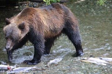 bear country usa