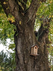 Nichoir dans un arbre 