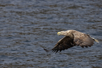 The sea eagle is Northern Europe's largest nesting bird of prey and the fourth largest of the world's eagles,Nordland county,Norway