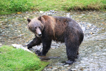 Wild Grizzly in Alaska looking for salmon