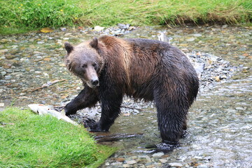 Fototapeta premium Wild Grizzly in Alaska looking for salmon