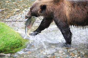 Grizzly successful hunting for salmon in Hyder, Alaska
