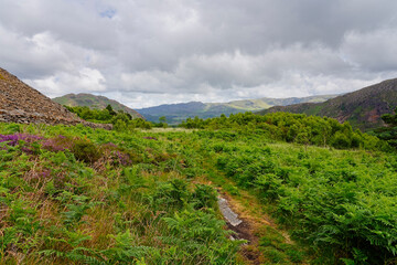 Fototapeta na wymiar Almost invisible path bordered by bracken and heather In the hills above Beddgelert.