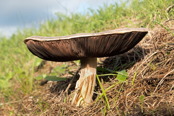 Field musroom, a large, white, edible mushroom