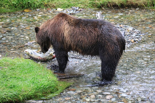 wild brown bear in the lake eating fish near Hyder