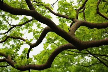 Fototapeta premium two entwined tree branches