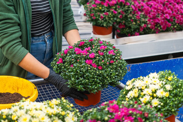 Female gardener transplanting chrysanthemum flower in a greenhouse, woman take care plants in flower pots, gardening concept