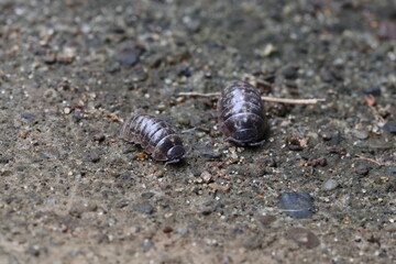 Close-up of Roly poly 