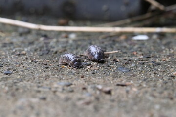 Close-up of Roly poly 