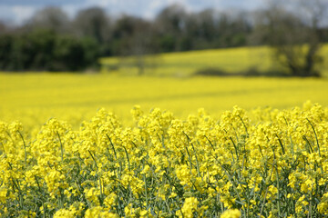 Rapeseed field on a sunny day , Ireland